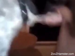 Horny dude sticks his dick into a dog mouth during cam scenes