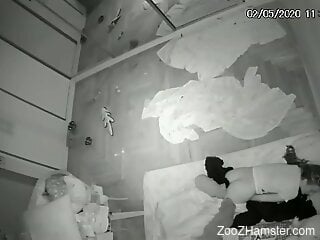 Amateur babe filmed in secret when fucking with her dog