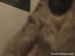 Man fucks furry dog at home and shares real zoophilia scenes