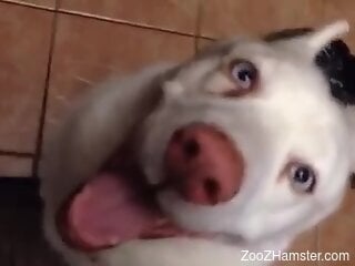 Intense home perversions with the dog licking his big penis