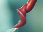 Zoophilia porn and animal sex