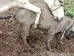 VideozzzSite