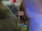 VideozzzSite