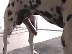 RedZooTube