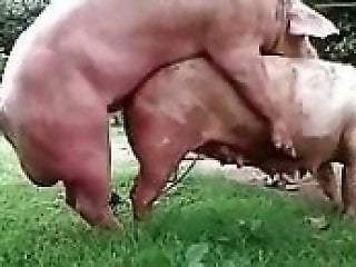 Horse Porn Tube