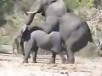 Horse Porn Tube