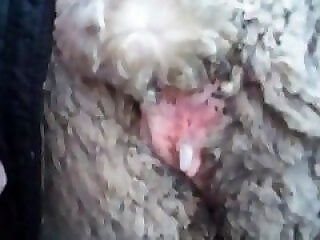 Horse Porn Tube