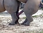 Zoo-XXX-Porn