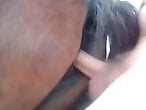 Animal porn and bestiality