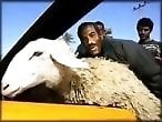 Animal porn and zoo sex